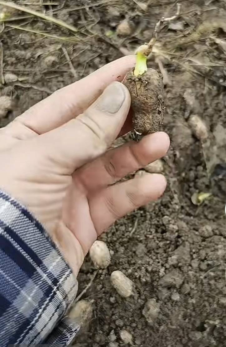 皇冠信用盘登2代理
_夏旱之后又秋涝皇冠信用盘登2代理
,一位河南农户的花生抢收战