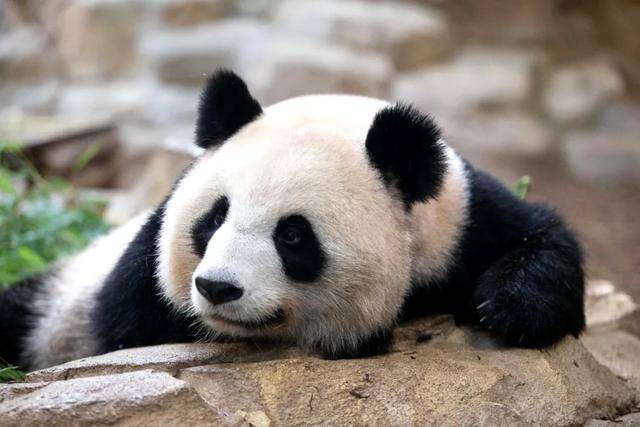 怎么申请皇冠信用网_访华结束前怎么申请皇冠信用网，马克龙把熊猫弄到手了