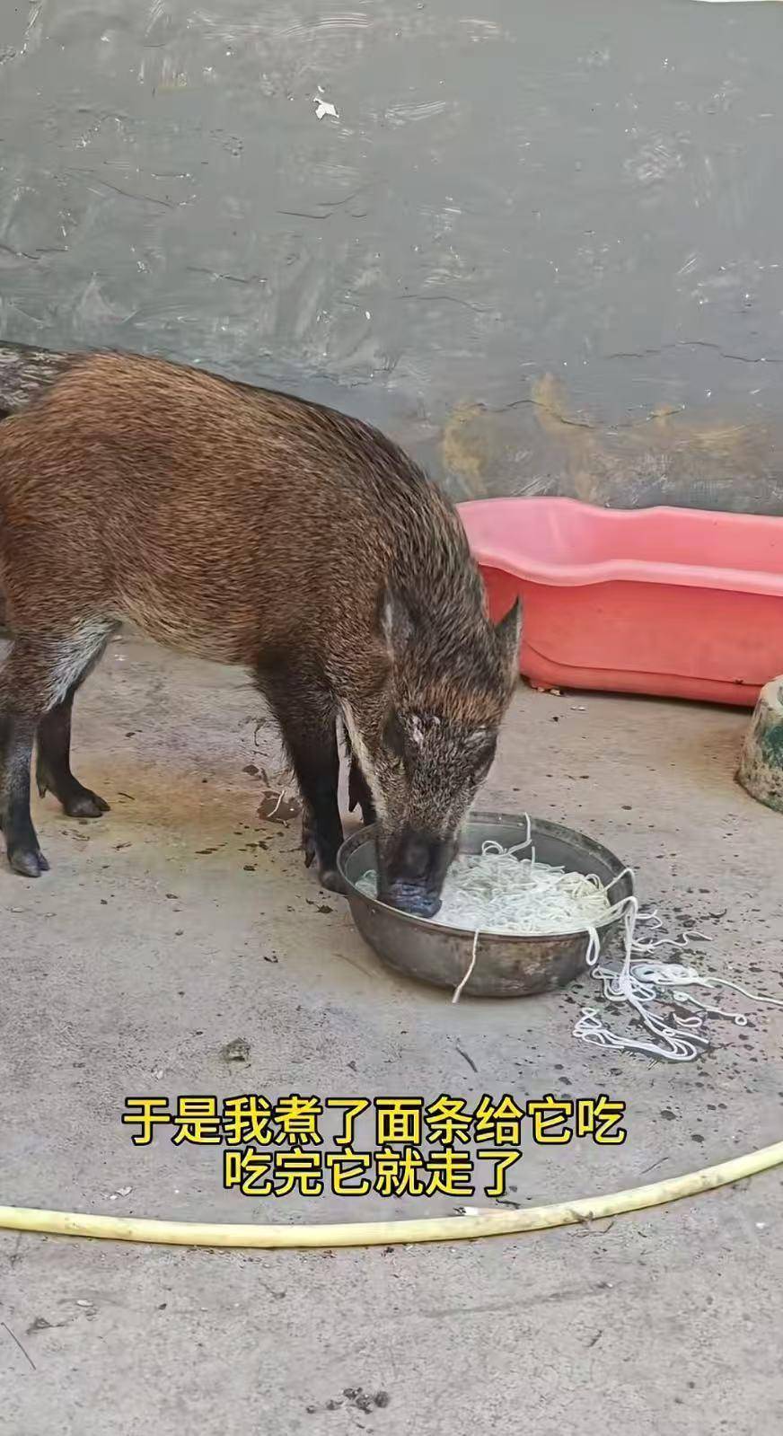 皇冠信用网代理_广州男子收养小野猪一年多从30斤长到150斤皇冠信用网代理，曾有人开价5万购买遭拒