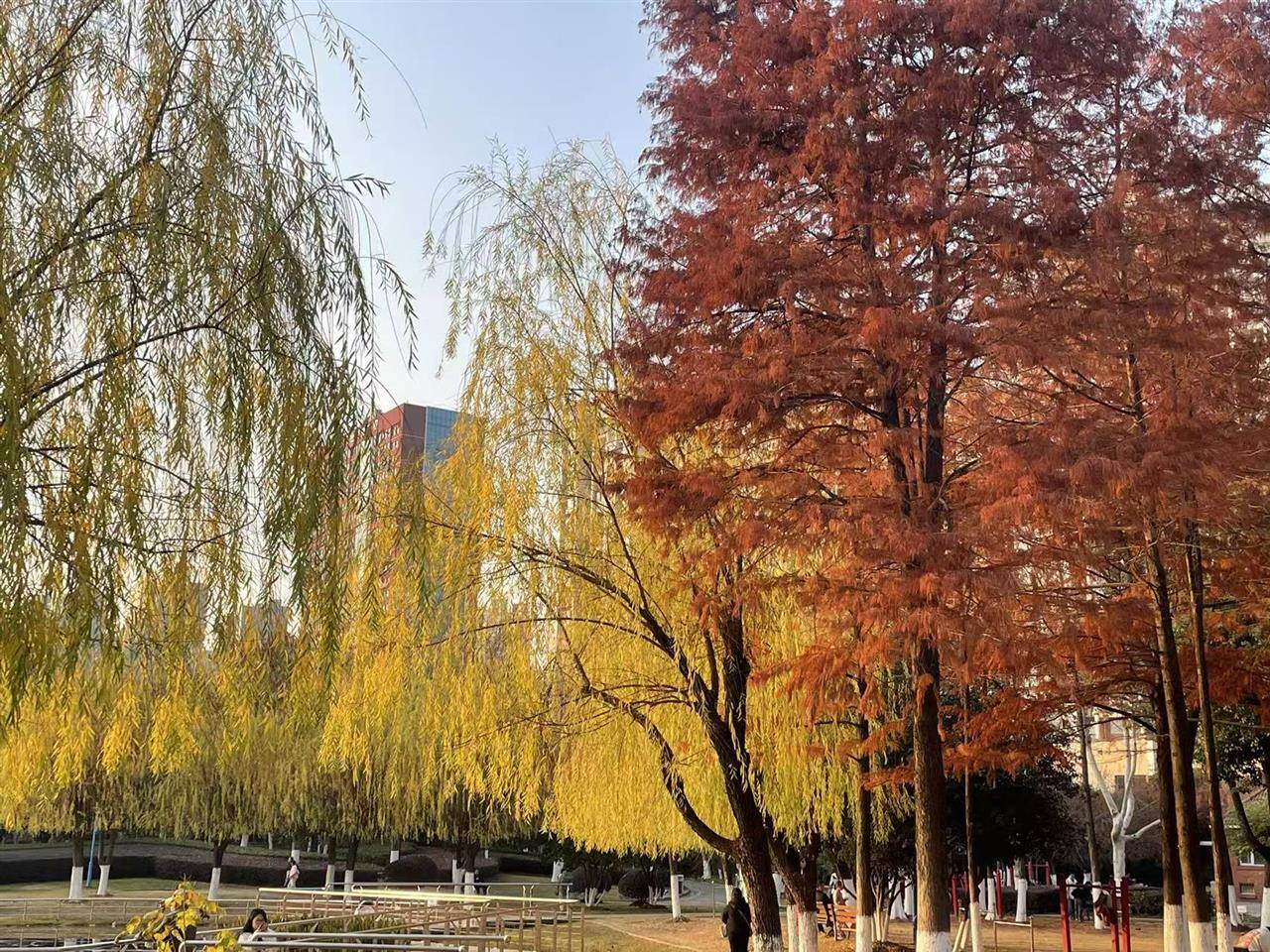 皇冠信用网会员账号_破纪录!武汉人度过65年来12月中旬最暖的一天!今晚起气温满20-10皇冠信用网会员账号,今冬最冷时段即到!