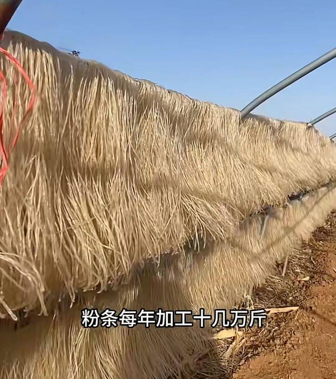 世界杯皇冠代理平台_河南69岁“红薯奶奶”轮椅上创业30余年世界杯皇冠代理平台,一年收益200多万,每年发出的工人工资至少60万