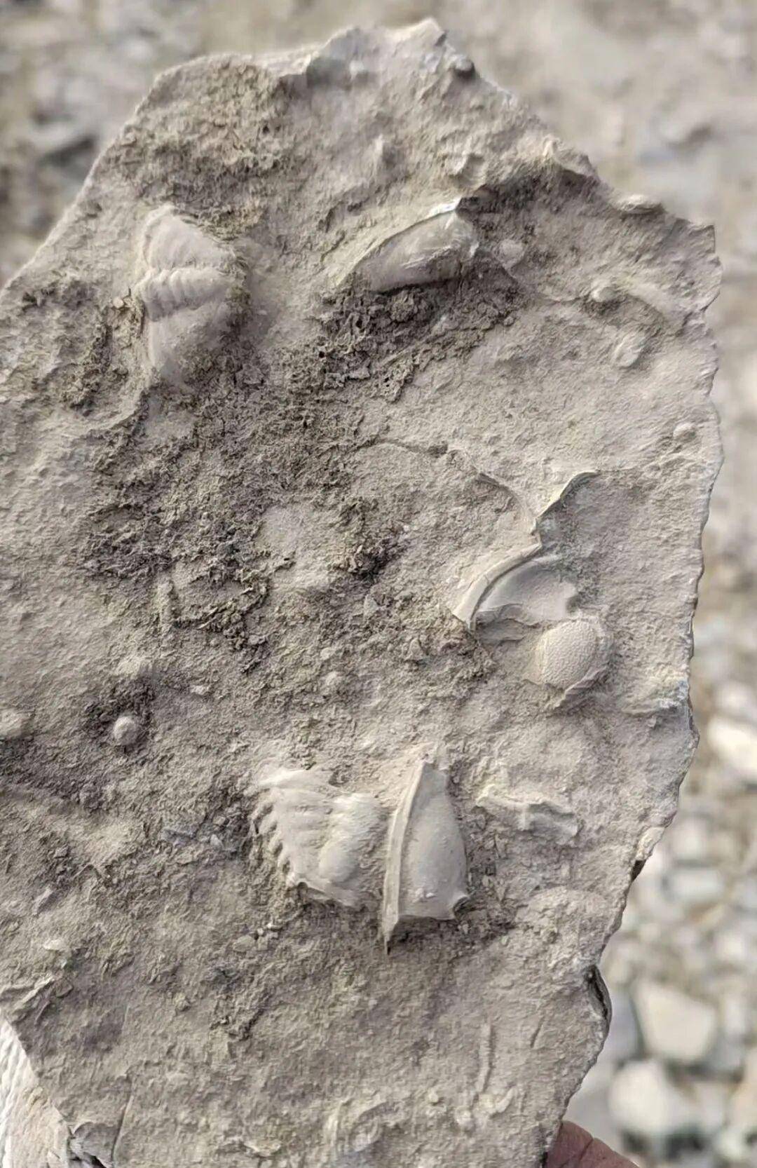 皇冠代理盘口
_山东泰安一地有人称挖到三叶虫化石引发跟风采挖皇冠代理盘口
,当地:不安全,已封山,如确有化石会保护