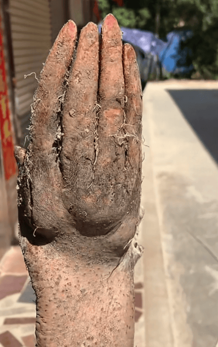 信用盘如何申请_村民在菜地挖出“手掌山药”信用盘如何申请，五指形状清晰还有“指甲盖”，有人出价8千购买被拒